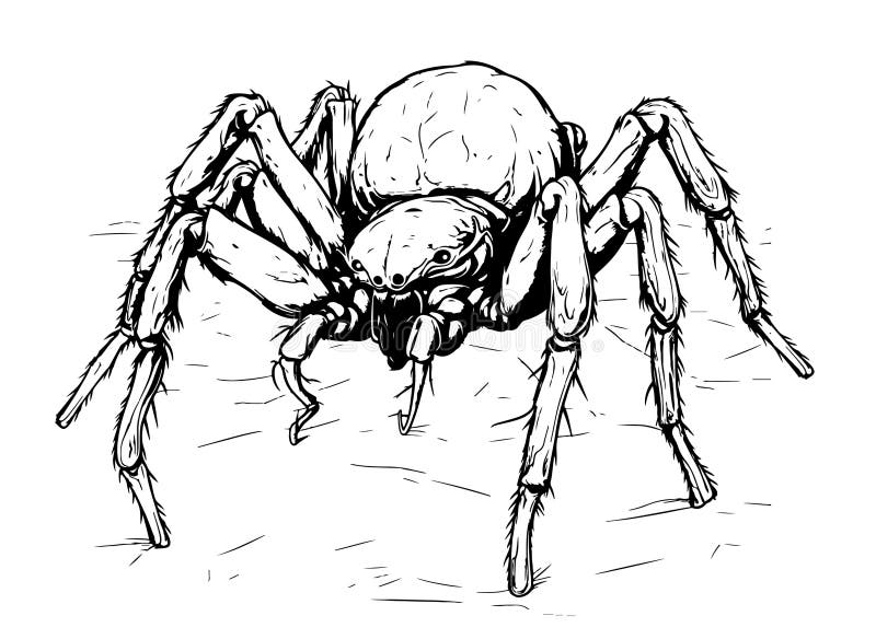 Spider Insect Sketch Hand Drawn Stock Illustration - Illustration of ...