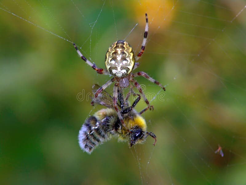 Spider and its victim.