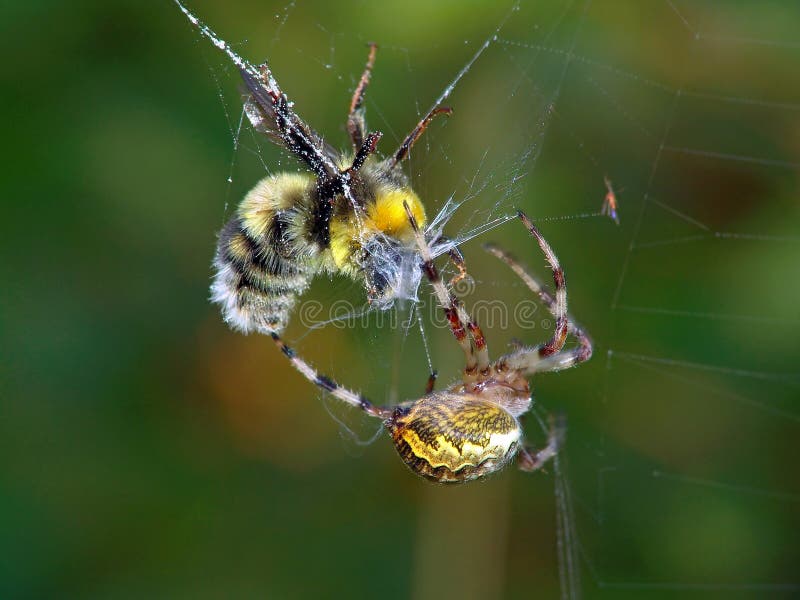 Spider and its victim.