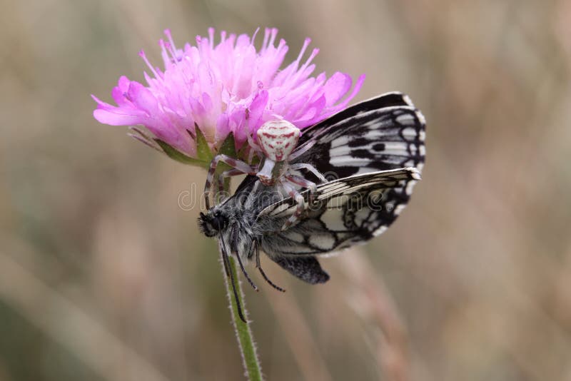 Spider killing butterfly stock photo. Image of creepy 49272158