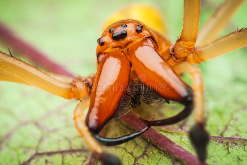 Spider with large fangs stock image. Image of spider 25966889