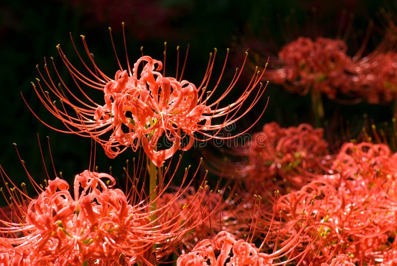 Spider lily