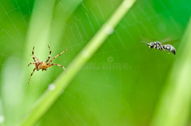 Big Spider With Its Little Spiders Stock Image - Image of parent ...