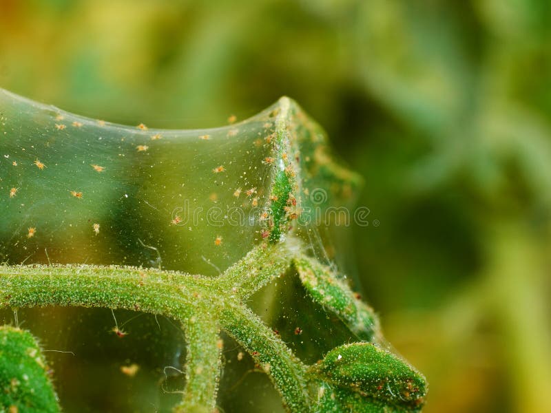 Spider mites sucking on tomatoe