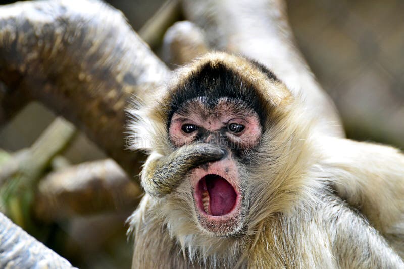199 Funny Spider Monkey Stock Photos - Free & Royalty-Free Stock Photos  from Dreamstime
