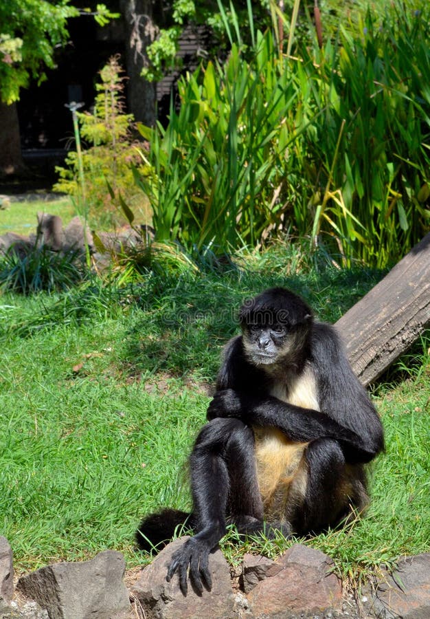 Spider monkey royalty free stock image