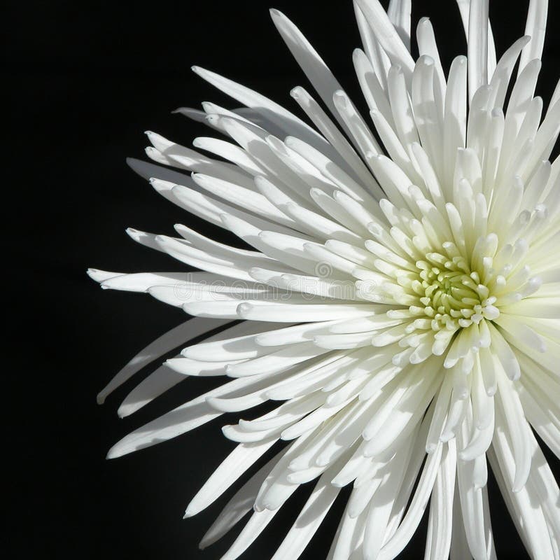 spider mum flower white