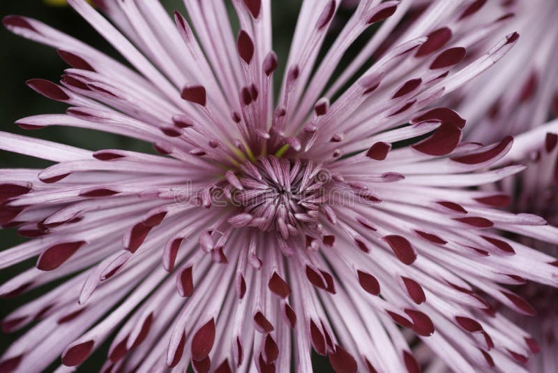 Spider mum flower stock photo. Image of cultivated, spider 49736202