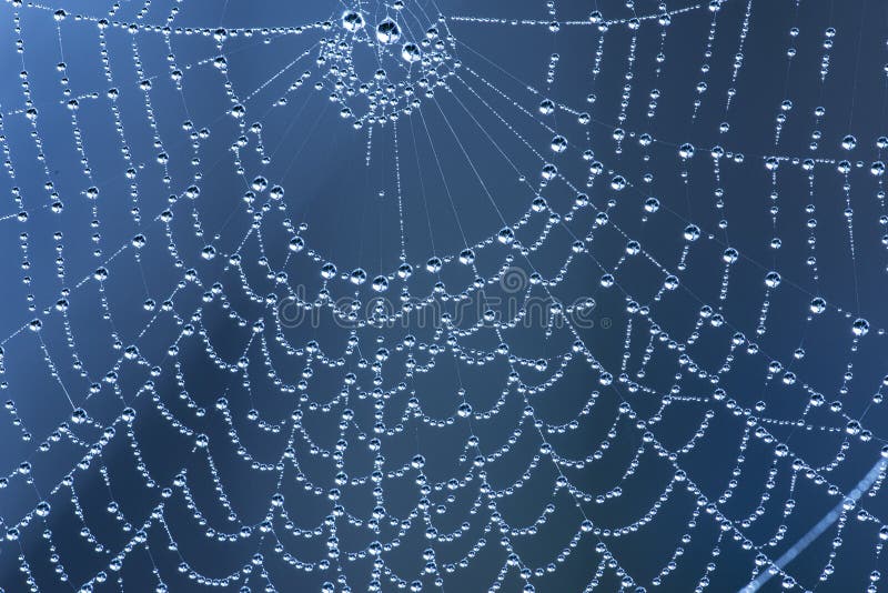 Spider net with rain drops