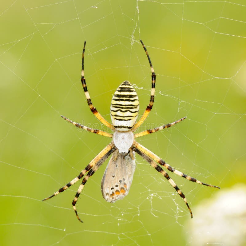 Spider in natural habitat stock photo. Image of predator 49314378