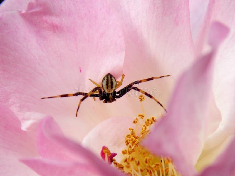 Spider Rose Stock Photos Download 962 Royalty Free Photos
