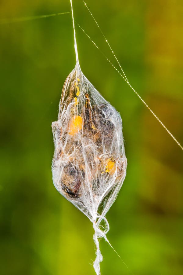 A Spider Has This Fly All Wrapped Up Stock Photo - Image of daddy