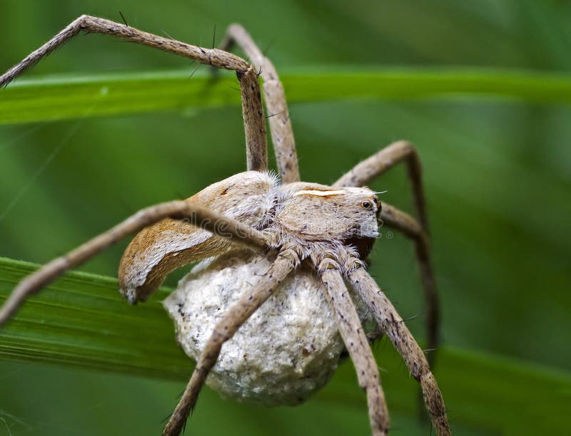 Spider protecting its cocoon stock photography Spider protecting its cocoon stock photography