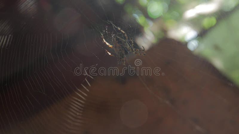 Spider proy op het web