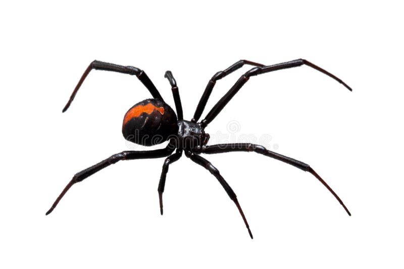 Spider, Redback or Black Widow, isolated on white