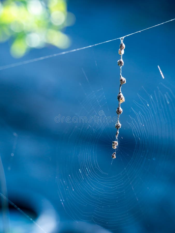 Spider Resembles a Hermit Crab on the Spider`s  Stock Image Image