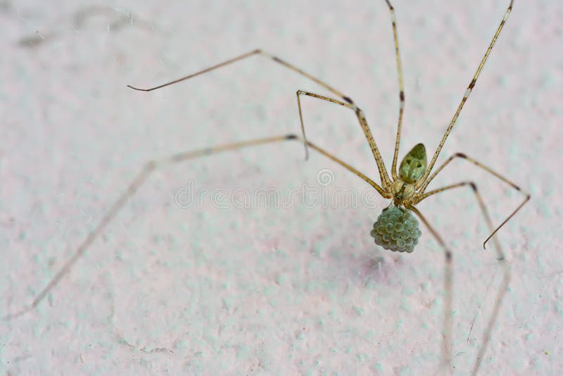 Spider and it S Eggs on the Wall Stock Photo Image of gossamer