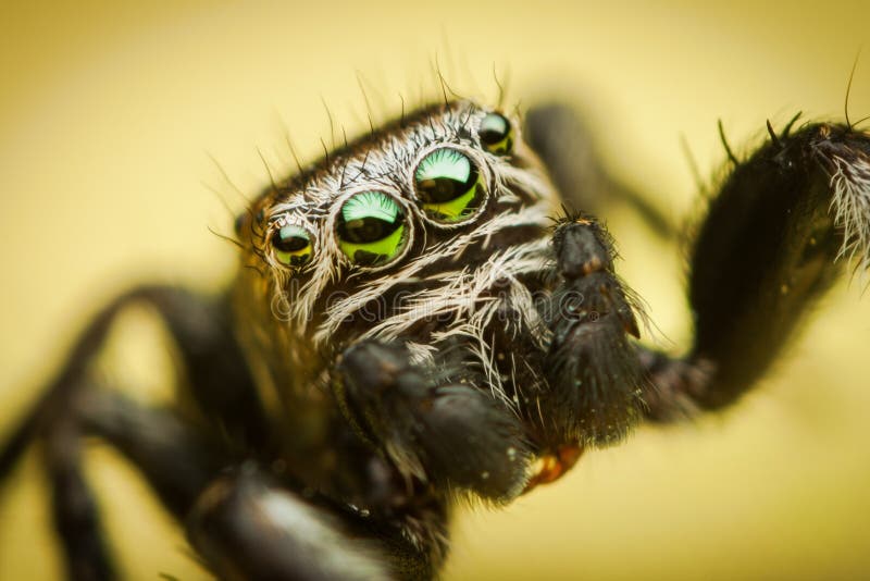 Extreme macro closeup on colorful hairy jumping spider with big and reflective eyes royalty free stock image