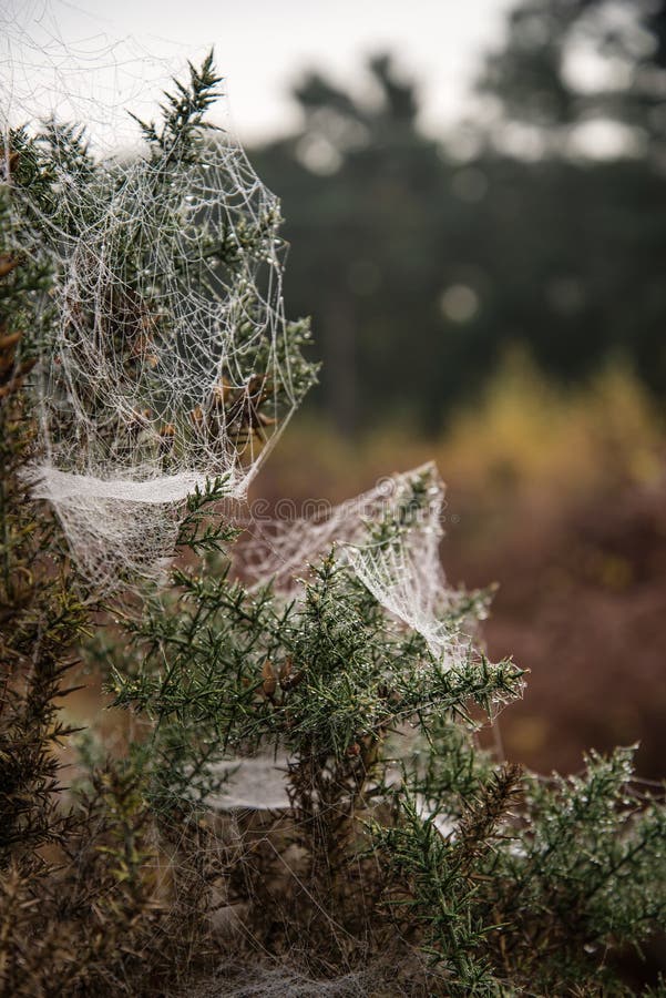Spider S Web Covered in Dew on Cold Autumn Morning Stock Image Image