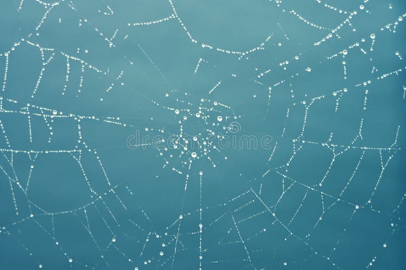 Beautiful spider's web with tiny dew water drops. Beautiful spider's web with tiny dew water drops.