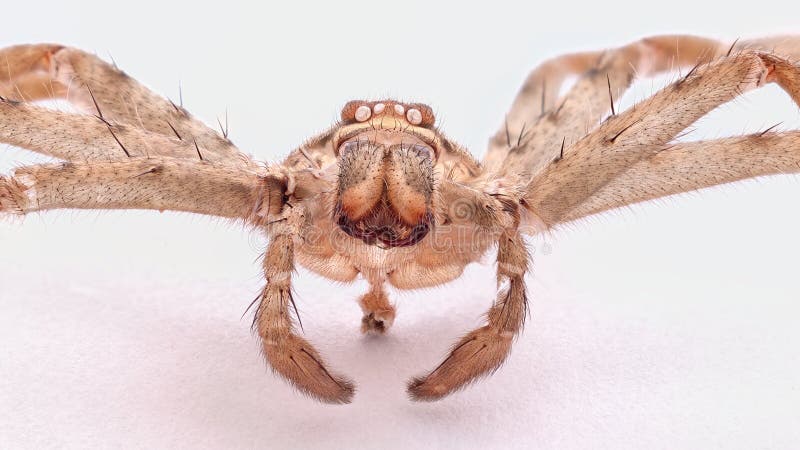 A wolf spider shell positive close-up