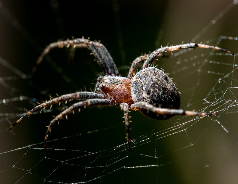 The Spider Sits on a Web on the Hunt Stock Photo - Image of outdoor