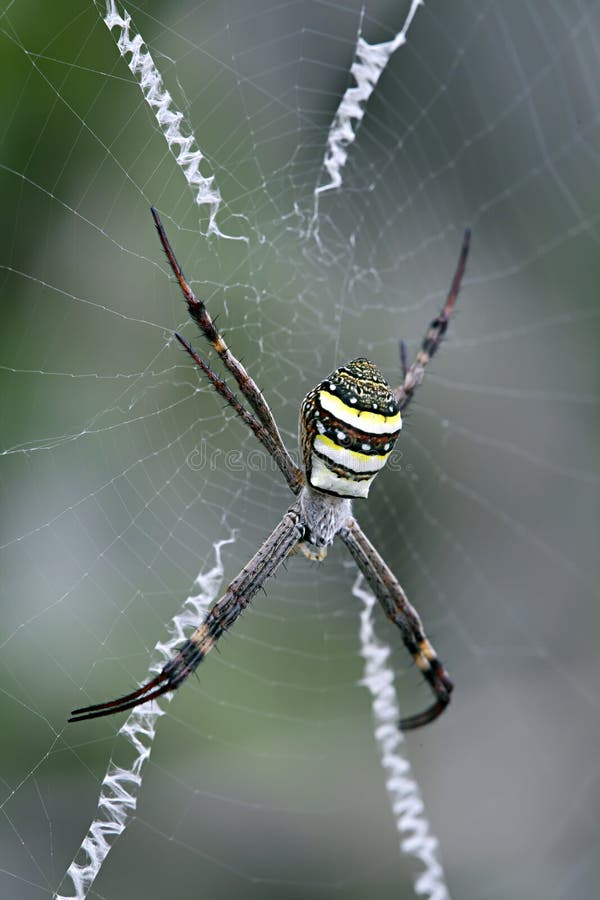 Spider, St Andrew s Cross, Argiope Keyserlingi, female
