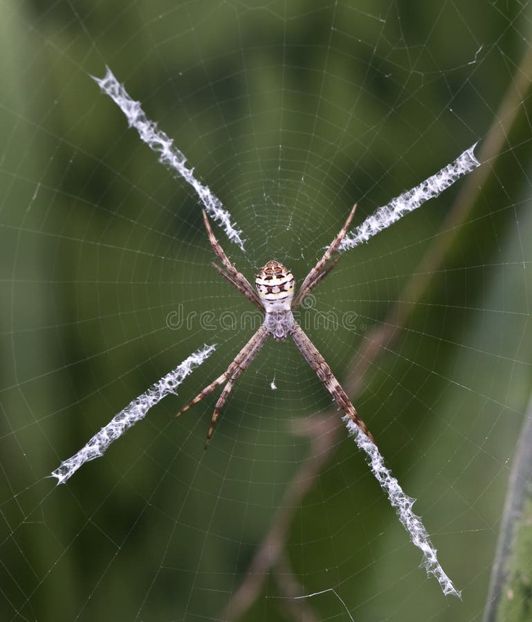 Spider, St Andrewâ€™s Cross