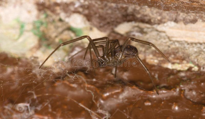 brown recluse nest