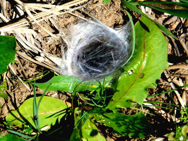 Fly in a spider trap. stock image. Image of little, killer 12616073