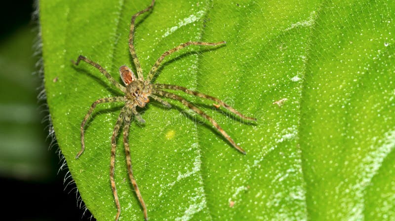 Spiders of Costa Rica - Tropical Ecology