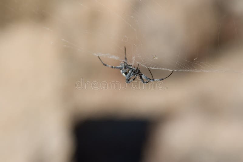 Spider upside down in web stock image. Image of arachnid 3297567