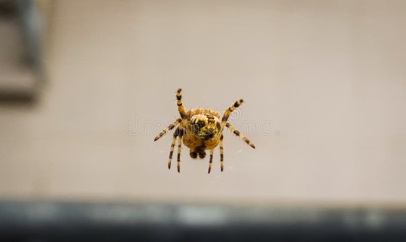 Pavúk čaká na webe. Slovensko