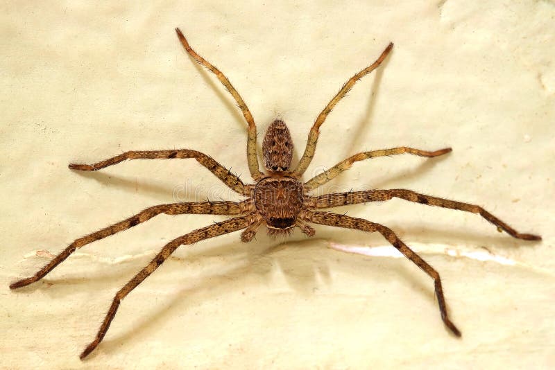 Spider on wall stock photo Spider on wall stock photo