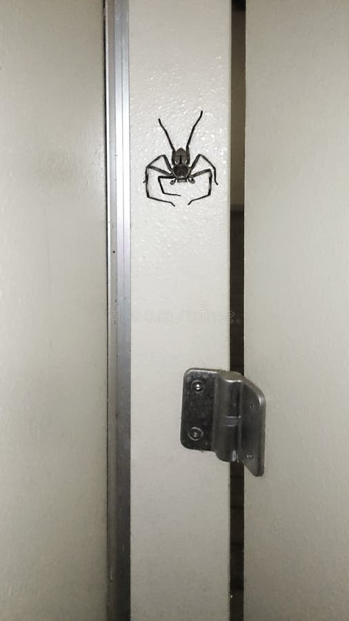spider on wall near wooden door royalty free stock photo spider on wall near wooden door royalty free stock photo