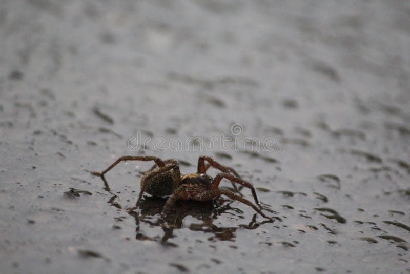Spider with water splash on road royalty free stock image Spider with water splash on road royalty free stock image