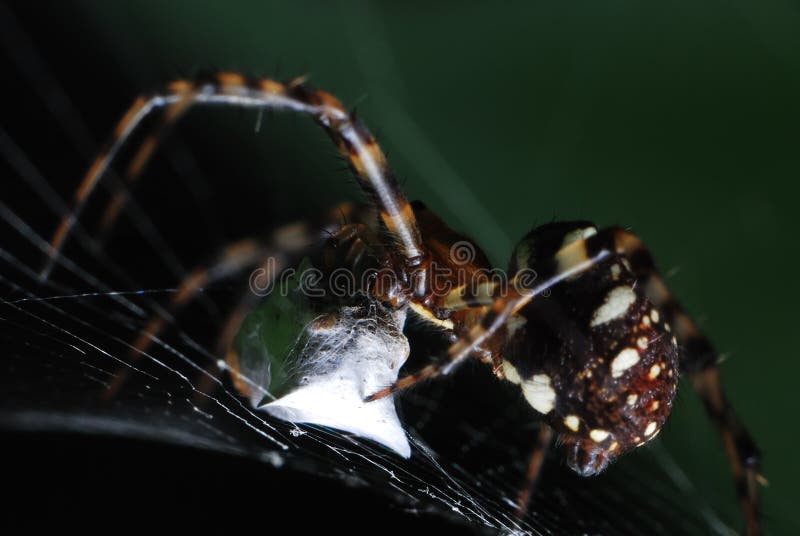 Un primo piano macro foto scattata su un ragno tesse un bozzolo su alcuni catturato la preda sul web.