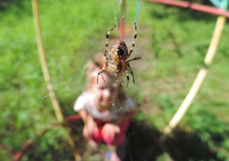 Spider Weaving a , Close Up. Stock Image Image of natural