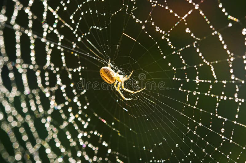 Cross spider in a beautiful web with dew drops. Cross spider in a beautiful web with dew drops