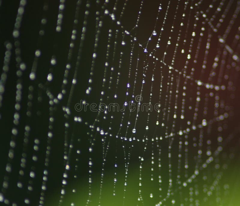 Water or dew droplets on a spider web