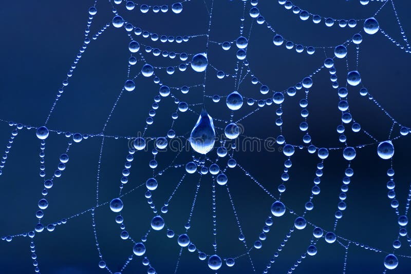 Morning Dew on a spider web