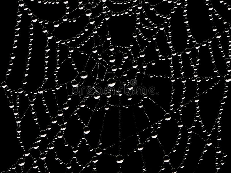 Spider web with dew drops in front of black Background