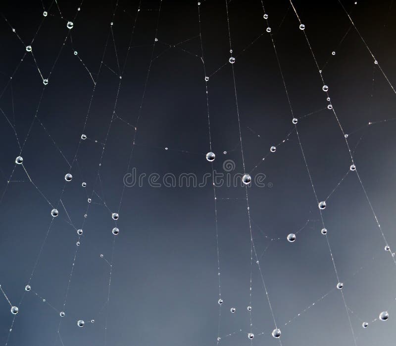 Web of a spider with drops of dew. Web of a spider with drops of dew