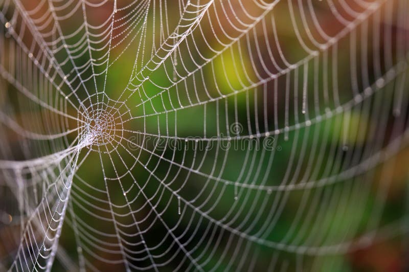 Spider s web hi-res stock photography and images - Alamy