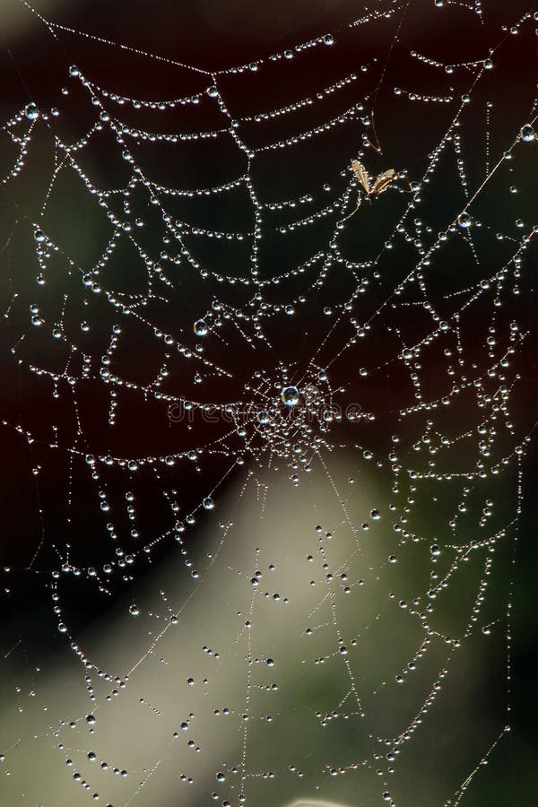 Morning dew on a spider web