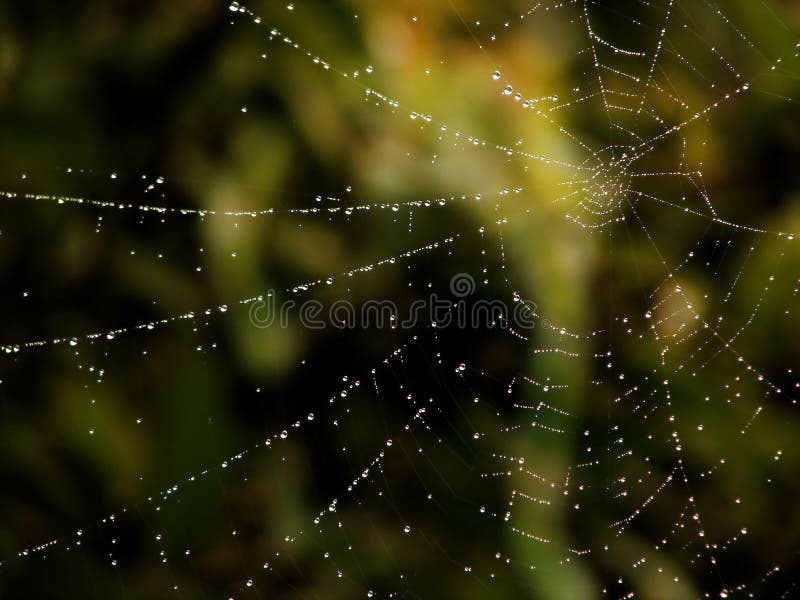 Pânză de păianjen stock photos