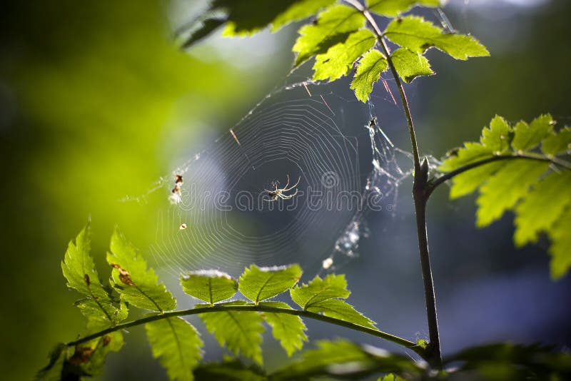Spider on web royalty free stock image Spider on web royalty free stock image