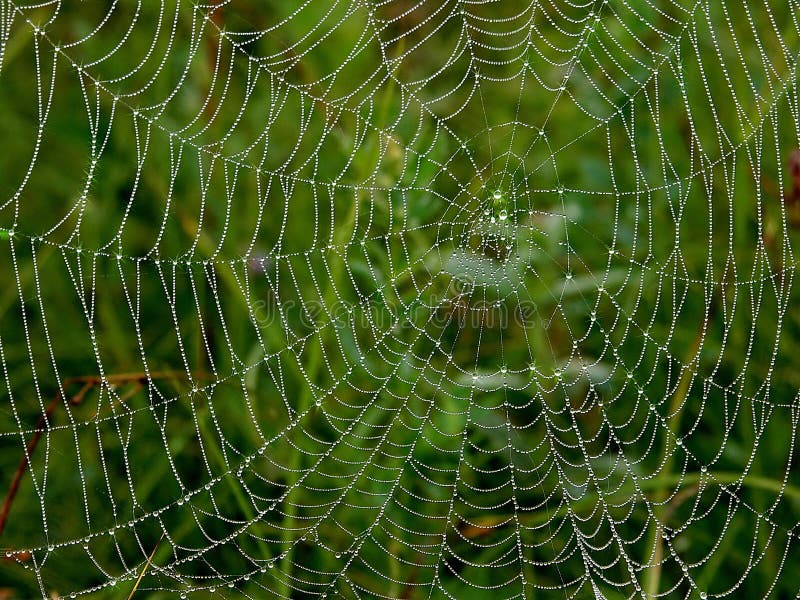 Morning Dew on a spider web