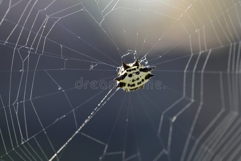 Spider in web, against sunlight