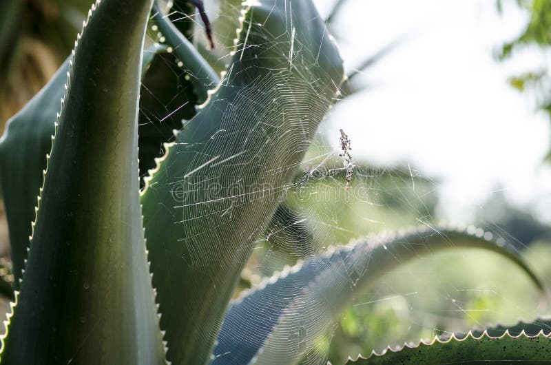 Spider on aloe vera plant stock photo. Image of garden 36962350